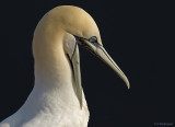 Jan van gent - Gannet - Sula bassana