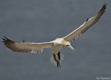 Jan van gent - Gannet - Sula bassana