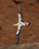 Jan van gent - Gannet - Sula bassana