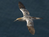 Jan van gent - Gannet - Sula bassana