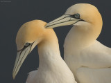 Jan van gent - Gannet - Sula bassana