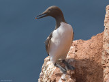 Zeekoet - Guillemot - Uria aalge