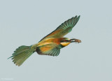 Europese Bijeneter - European Bee-eater - Merops apiaster
