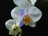 catalogue photo's 026.jpg