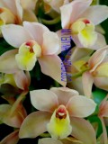 catalogue photo's 029.jpg