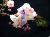 catalogue photo's 059.jpg
