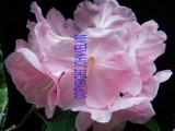 catalogue photo's 062.jpg