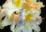 catalogue photo's 066.jpg