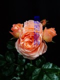 catalogue photo's 067.jpg