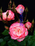 catalogue photo's 069.jpg