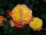 catalogue photo's 072.jpg