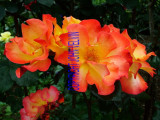catalogue photo's 073.jpg