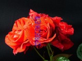 catalogue photo's 074.jpg