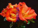 catalogue photo's 078.jpg