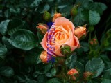 catalogue photo's 079.jpg