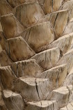 1032 12th November 06 Palm Tree Dubai.JPG