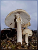 geaderde leemhoed