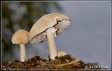 geaderde leemhoed