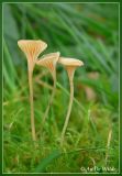 very small....