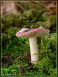 russula spec.