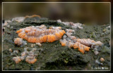 oranje aderzwam