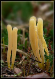 heideknotszwam