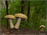 Blauwplaatstropharia