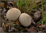 parelstuifzwam
