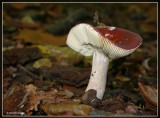 appelrussula ? schotelrussula ?