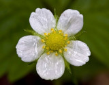 Common strawberry (Fragaria virginiana) blossom after rain