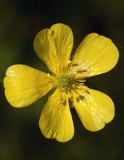 Common buttercup (Ranunculus acris)