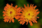 Orange hawkweed (Hieracium aurantiacum)