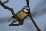Blue tit Cyanistes caeruleus plavček_MG_0076.jpg