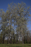 White poplar Populus alba beli topol_MG_2353-1.jpg