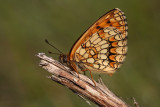 Heath fritillary Mellicta athalia črnilčev pisanček_MG_2181-1.jpg