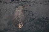 Mediterranean monk seal Monachus monachus sredozemska medvedjica_MG_4833-1.jpg