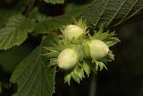 Hazel Corylus avellana leska_MG_9191-1.jpg