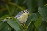 Blue tit Cyanistes caeruleus plavček_MG_2464-1.jpg