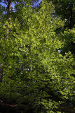 European beech Fagus sylvatica bukev_MG_3189-1.jpg