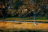 Stag in the sunlight