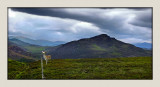 Stag and mountains, near Loch Ness