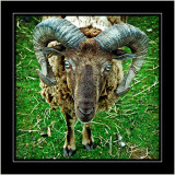 Ram, Fort Augustus