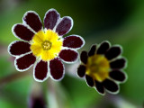 Up close! East Lambrook Manor Gardens