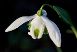 Snowdrop, East Lambrook Manor Gardens