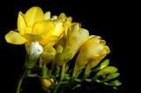 Fresias (3537)