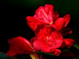 Deep red rhododendron