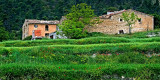 Farmhouse and flowers