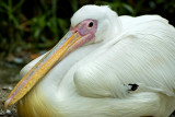 Pelican, Selwo