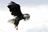 Bald eagle in flight