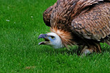 Vulture snarling!